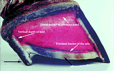 Uniform sole thickness