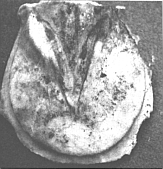 Image not available.